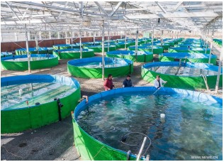 Biofloc Fish Farming - 1