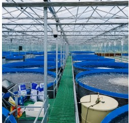 Biofloc Fish Farming - 2