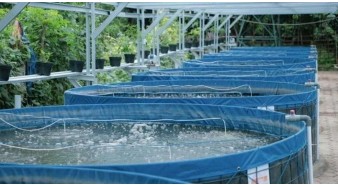 Biofloc Fish Farming - 3