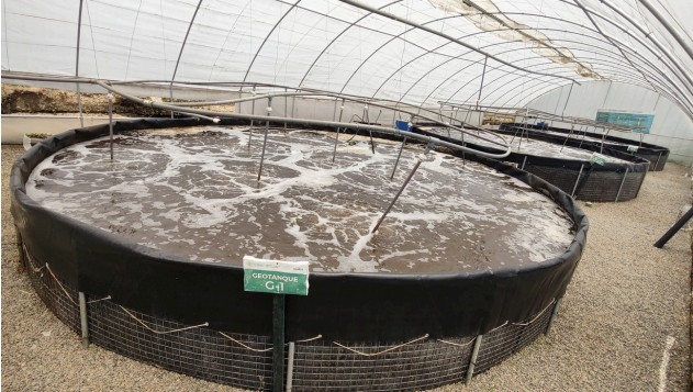 Biofloc Fish Farming - 4