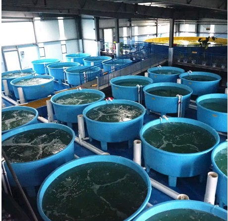 Hatchery Design Solutions - 1