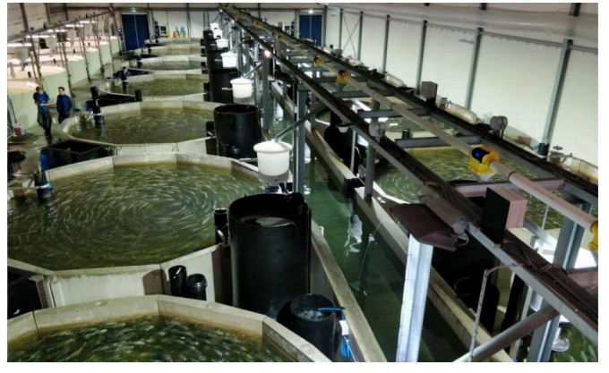 Hatchery Design Solutions - 3