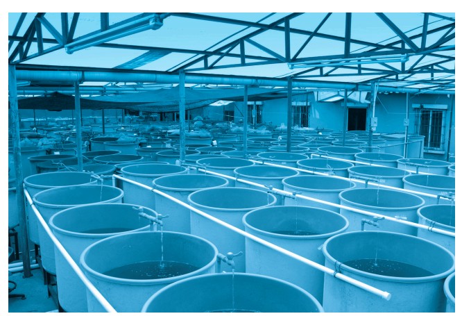 Hatchery Design Solutions - 4