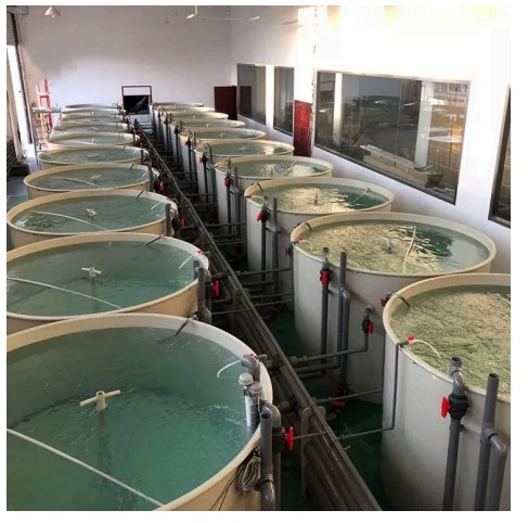 RAS Aquaculture Systems - 2