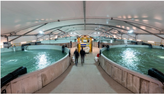 RAS Aquaculture Systems - 3