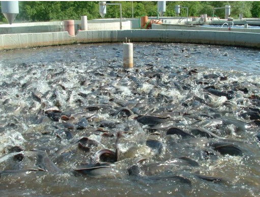 Biofloc Fish Farming