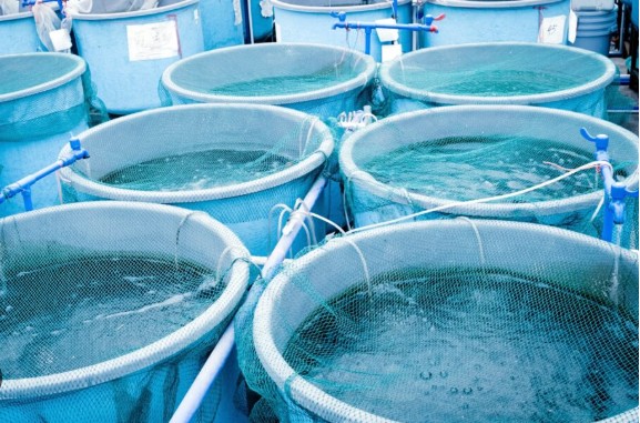 RAS Aquaculture Systems