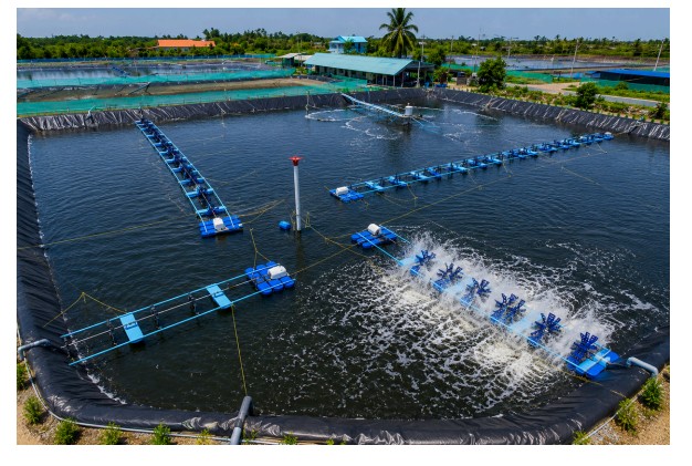 Shrimp Farming Setup - 1