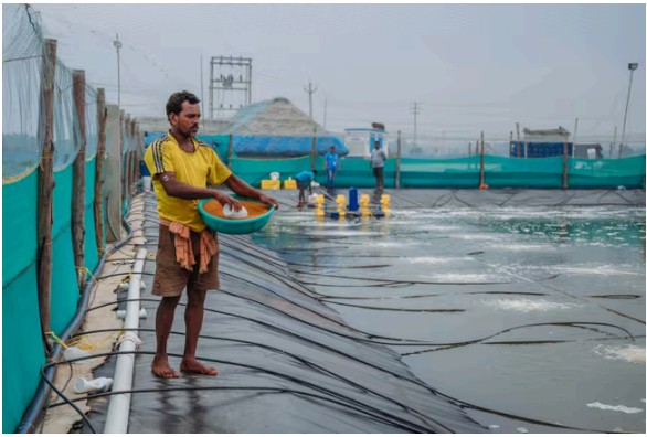 Shrimp Farming Setup - 3