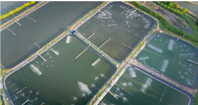 Shrimp Farming Setup - 4